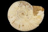 Perisphinctes Ammonite - Jurassic #100270-1